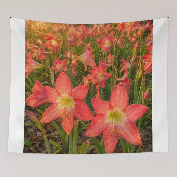 Item preview, Golden Hour Amaryllis in Bloom designed and sold by SheFriendly143.