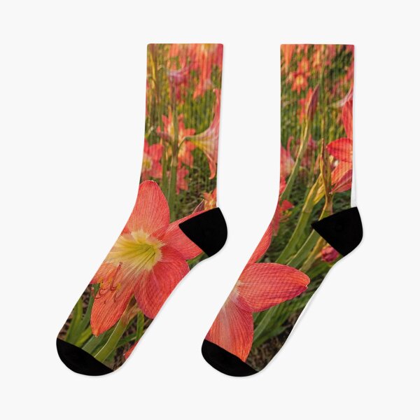 Item preview, Golden Hour Amaryllis in Bloom designed and sold by SheFriendly143.