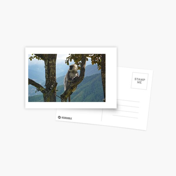 Langur in the wild Postcard