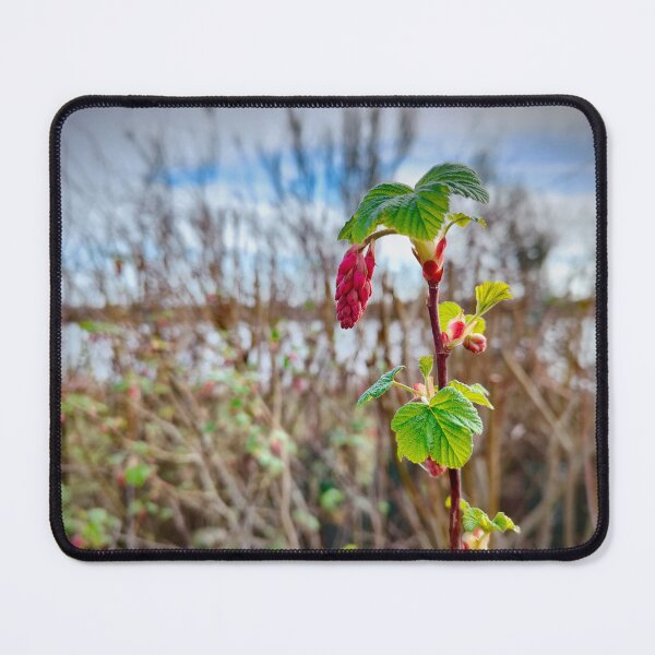 Item preview, Blood Currant Botanical Spring Plant Photography | Beeby's Lake Peterborough designed and sold by MikeWalksUK.