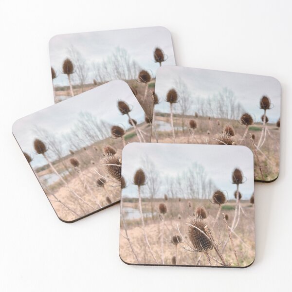 Item preview, Dried Teasel Field | Botanical Prairie in Peterborough designed and sold by MikeWalksUK.