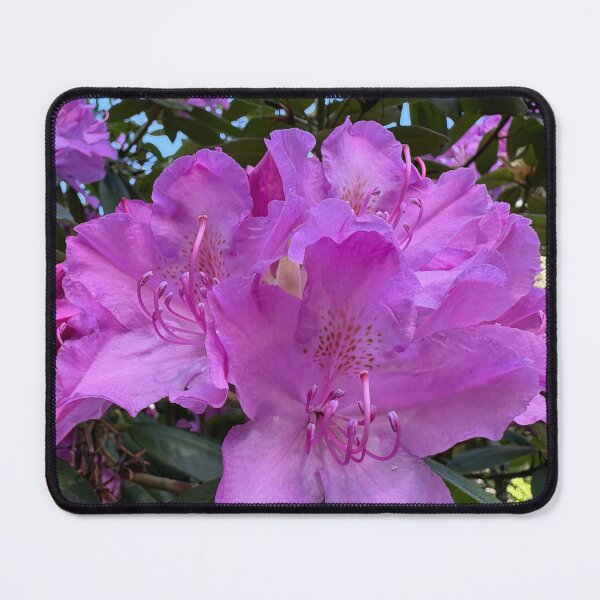 Item preview, Purple azalea  designed and sold by TaisiasCaptures.