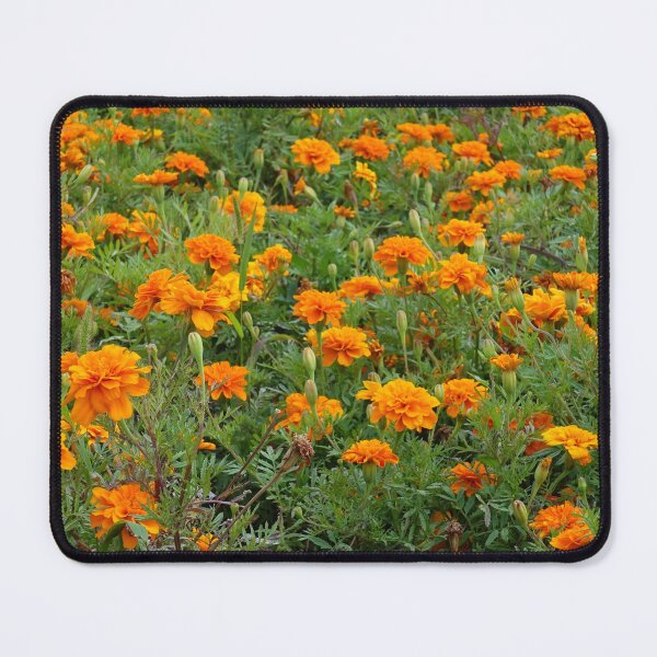 Item preview, Orange Marigold Meadow Print – Summer Garden Botanical Wall Art designed and sold by ThatSurreyLife.