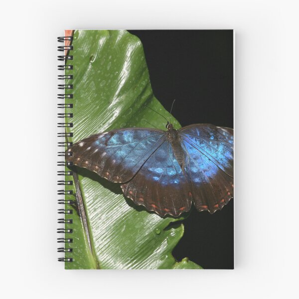 Item preview, Blue Morpho Butterfly Print – Tropical Butterfly Nature Wall Art designed and sold by ThatSurreyLife.