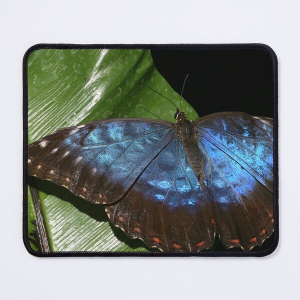 Item preview, Blue Morpho Butterfly Print – Tropical Butterfly Nature Wall Art designed and sold by ThatSurreyLife.