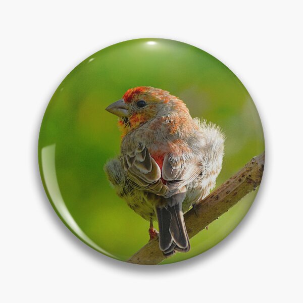 Item preview, Male House Finch Bird Print – Colourful Songbird Wildlife Wall Art designed and sold by ThatSurreyLife.
