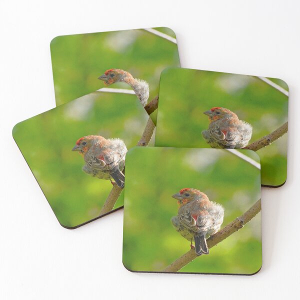 Item preview, Male House Finch Bird Print – Colourful Songbird Wildlife Wall Art designed and sold by ThatSurreyLife.
