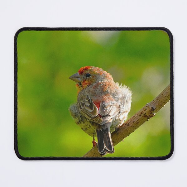Item preview, Male House Finch Bird Print – Colourful Songbird Wildlife Wall Art designed and sold by ThatSurreyLife.