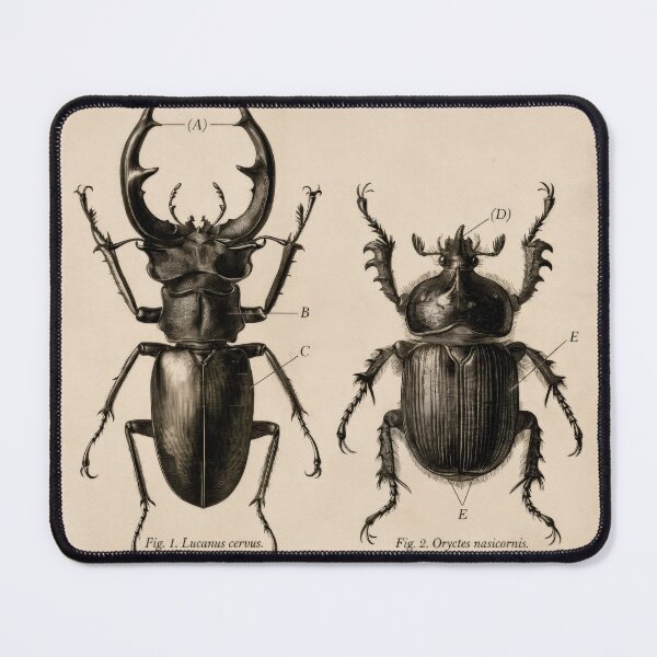 Item preview, T-Shirt - Poster - Scientific Elegance: Stag & Rhinoceros Beetles designed and sold by ForeverPrintsOK.
