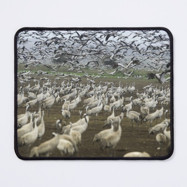 Item preview, Cranes Migration Over Israeli Fields designed and sold by Amitphotos.