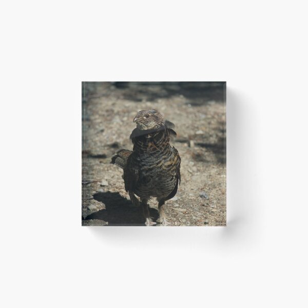 Item preview, Ruffed Grouse designed and sold by Sometimes-store.