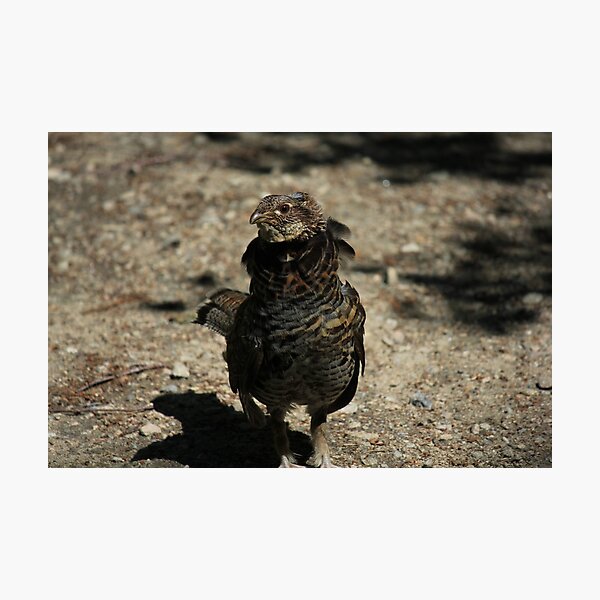 Item preview, Ruffed Grouse designed and sold by Sometimes-store.
