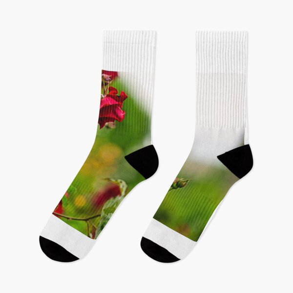 Item preview, Volksgarten red roses garden in Vienna, spring season background, Austria designed and sold by goceris.