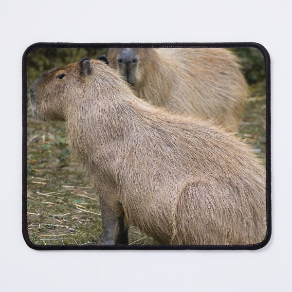 Artikelvorschau, Capybara entworfen und verkauft von brynmelys.