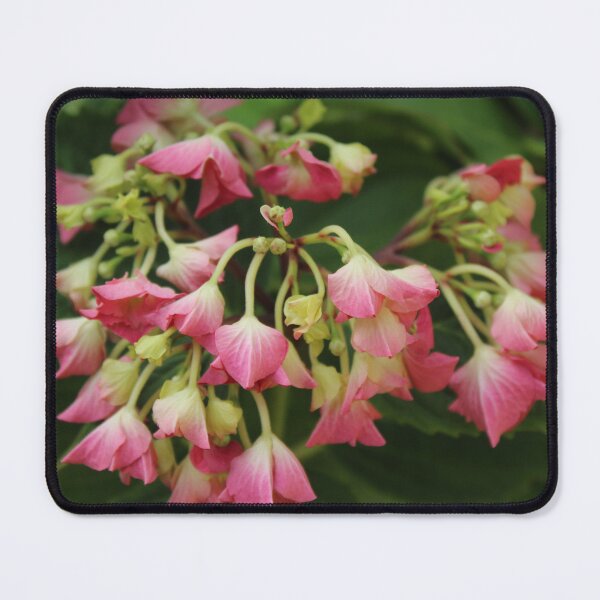 Item preview, Delicate pink begonia cluster - Soft nature photography designed and sold by Cha-s-lens.