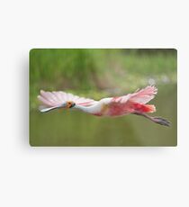 Pink Cruiser Metal Print