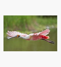 Pink Cruiser Photographic Print