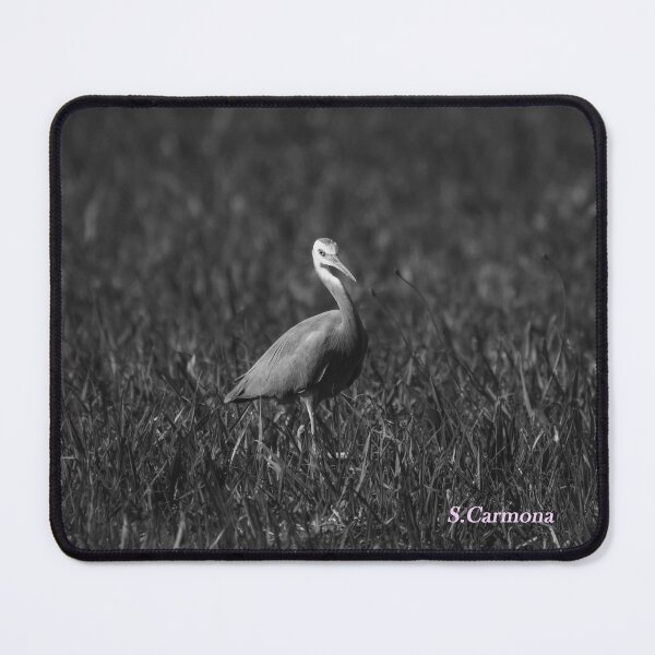 Item preview, White Faced Heron Black and White Bird Photography designed and sold by AuraInkSC.