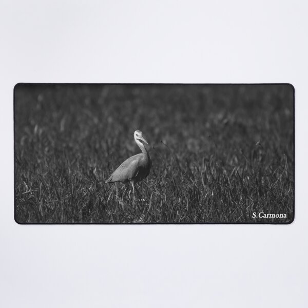 Item preview, White Faced Heron Black and White Bird Photography designed and sold by AuraInkSC.