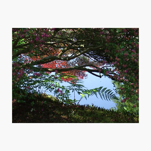 At the edge of the pond Photographic Print