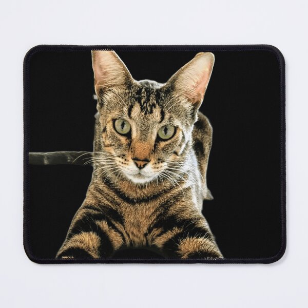 Item preview, Lucas the Cat designed and sold by DOS1221.