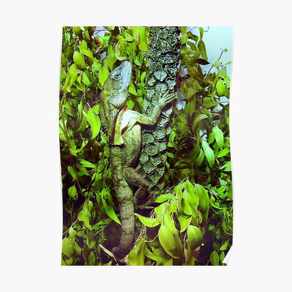 Frilled-necked lizard Poster