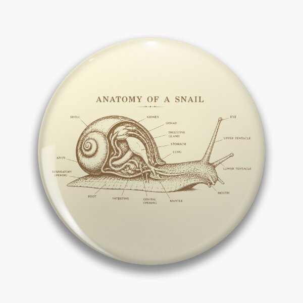 Item preview, Vintage Anatomy Of A Snail Scientific Sketch designed and sold by Imaginationbeyond.