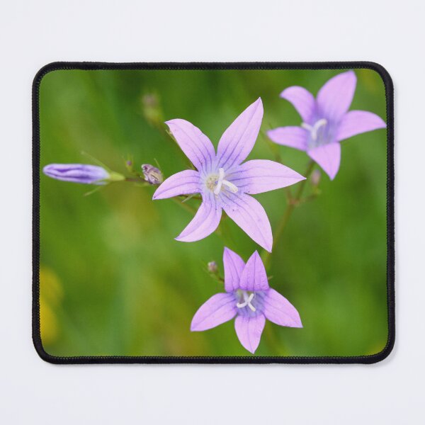 Item preview, Magpies bells. Spreading Bellflower designed and sold by Jouko Lehto Photography.
