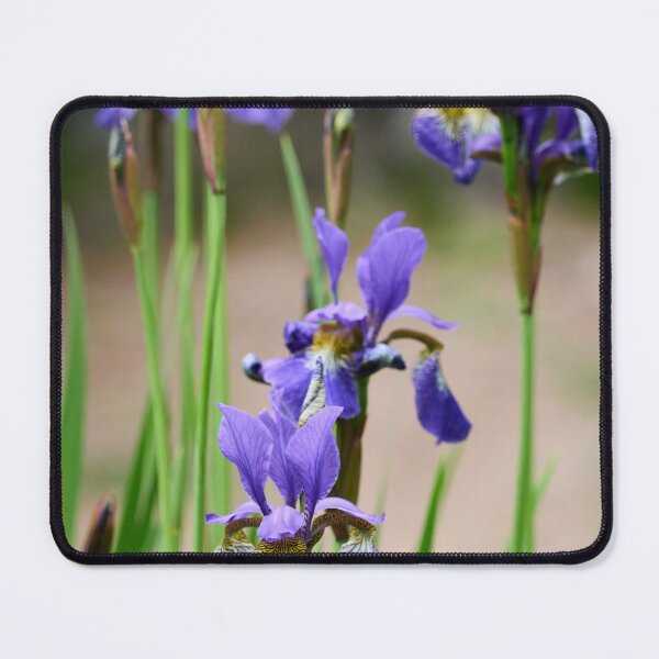Item preview, Blue iris. Siberian iris designed and sold by Jouko Lehto Photography.