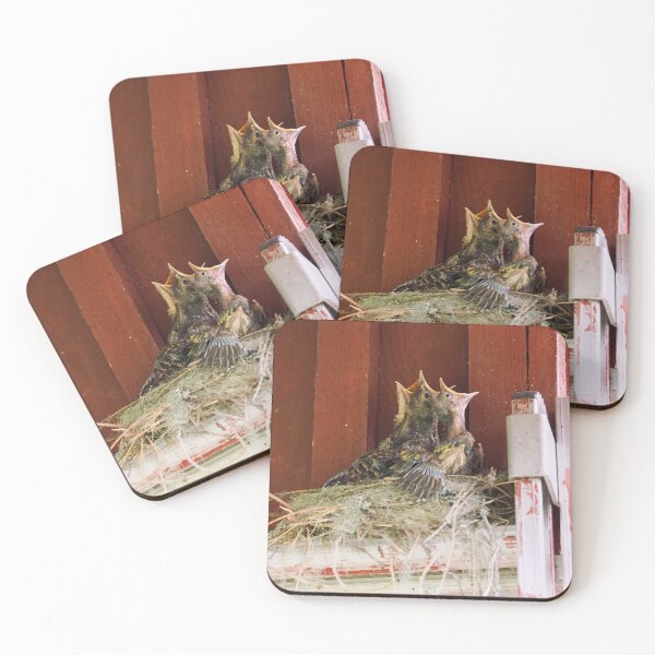 Item preview, Always hungry kids. Song Thrush designed and sold by Jouko Lehto Photography.