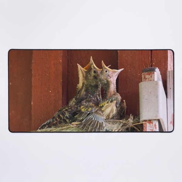 Item preview, Always hungry kids. Song Thrush designed and sold by Jouko Lehto Photography.