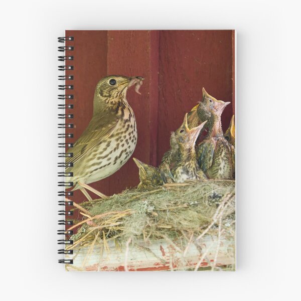 Item preview, Sweets for the family. Song Thrush designed and sold by Jouko Lehto Photography.