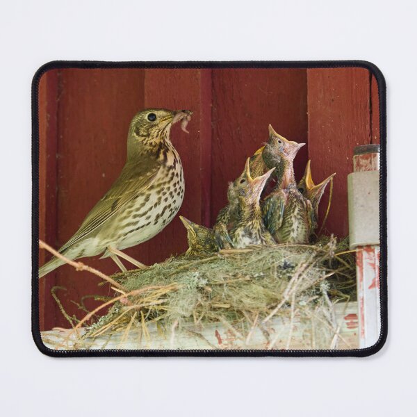 Item preview, Sweets for the family. Song Thrush designed and sold by Jouko Lehto Photography.