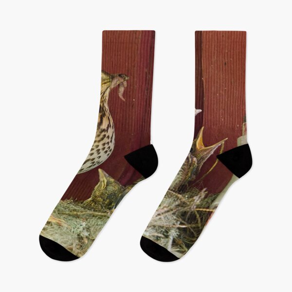 Item preview, Sweets for the family. Song Thrush designed and sold by Jouko Lehto Photography.