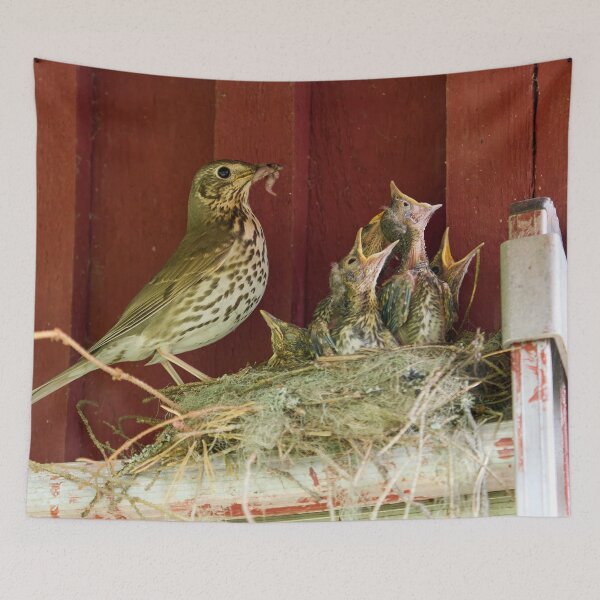 Item preview, Sweets for the family. Song Thrush designed and sold by Jouko Lehto Photography.
