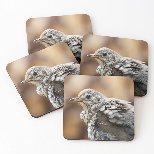 Item preview, Fluffy. Song Thrush designed and sold by Jouko Lehto Photography.