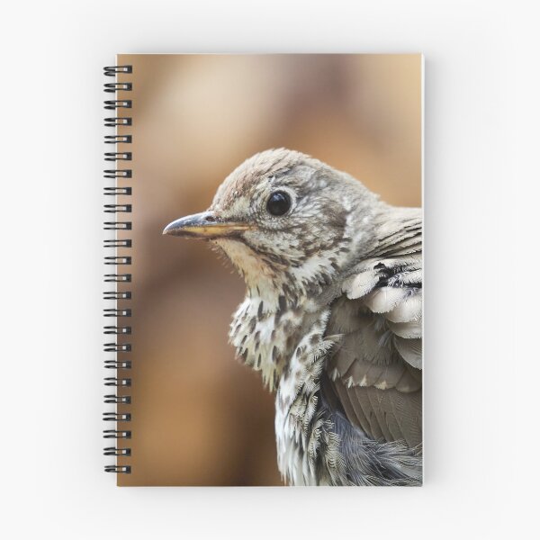 Item preview, Fluffy. Song Thrush designed and sold by Jouko Lehto Photography.