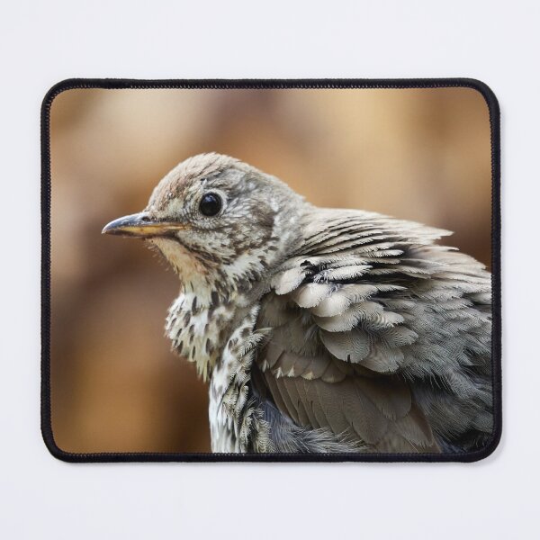 Item preview, Fluffy. Song Thrush designed and sold by Jouko Lehto Photography.