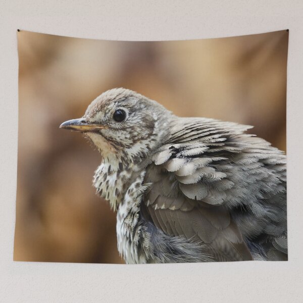 Item preview, Fluffy. Song Thrush designed and sold by Jouko Lehto Photography.
