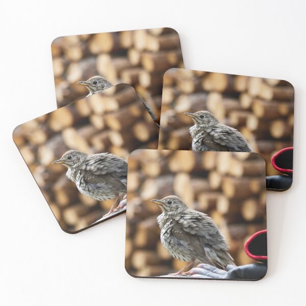 Item preview, Ready for a job. Song Thrush designed and sold by Jouko Lehto Photography.
