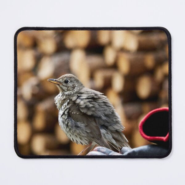 Item preview, Ready for a job. Song Thrush designed and sold by Jouko Lehto Photography.