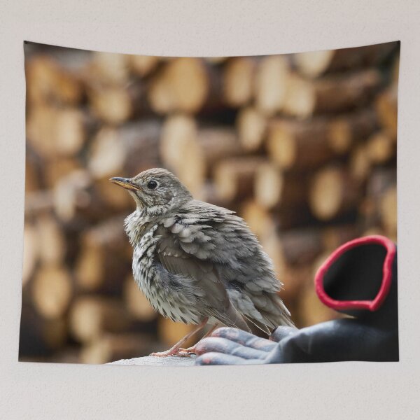 Item preview, Ready for a job. Song Thrush designed and sold by Jouko Lehto Photography.