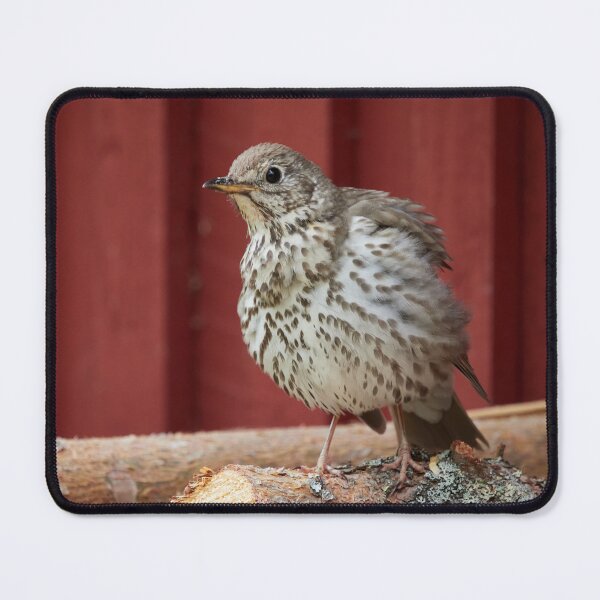 Item preview, Firewood check. Song Thrush designed and sold by Jouko Lehto Photography.