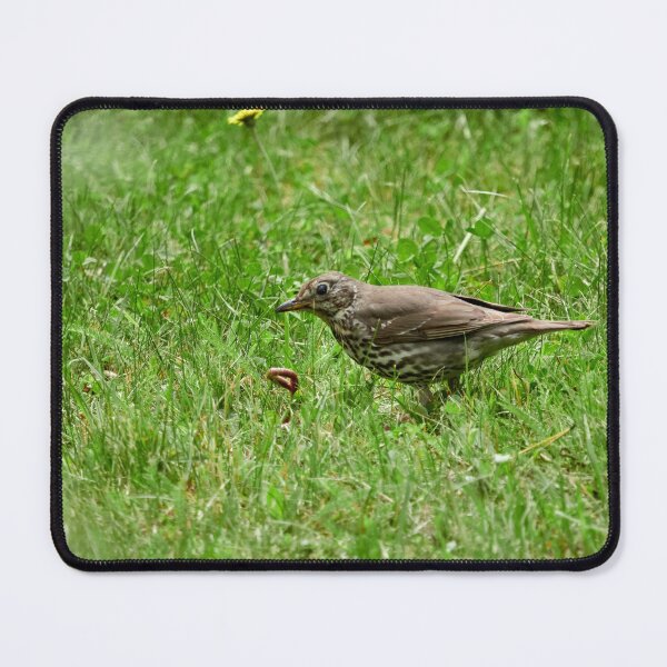 Item preview, Worms. Song Thrush designed and sold by Jouko Lehto Photography.
