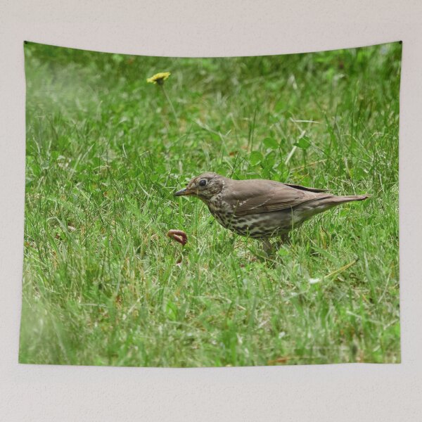 Item preview, Worms. Song Thrush designed and sold by Jouko Lehto Photography.