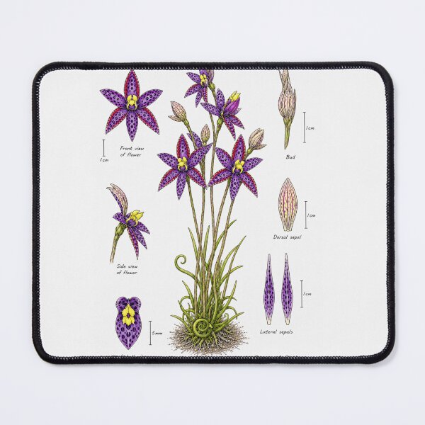 Artikelvorschau, Wissenschaftliches Diagramm der Königin-von-Saba-Orchidee (Thelymitra speciosa) entworfen und verkauft von BlueBandedBee94.