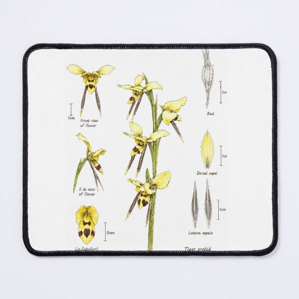 Item preview, Tiger orchid (Diuris sulphurea) scientific sketch diagram designed and sold by BlueBandedBee94.