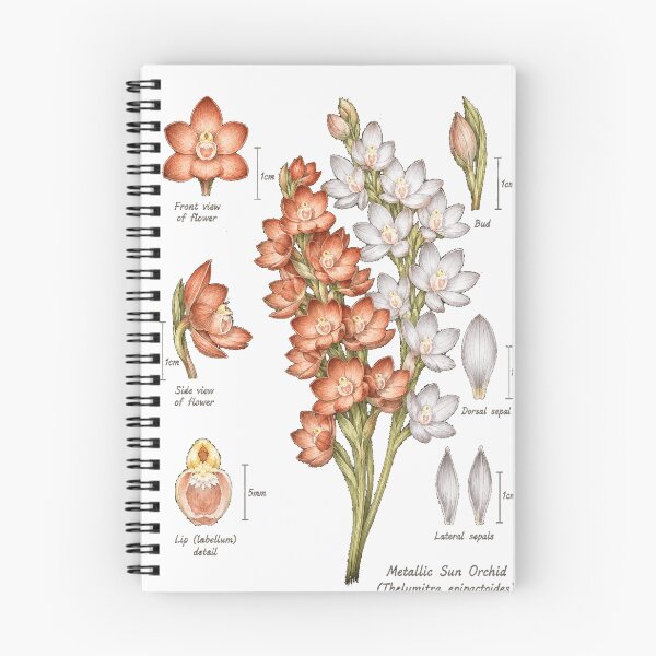 Item preview, Metallic sun orchid (Thelymitra epipactoides) scientific diagram designed and sold by BlueBandedBee94.