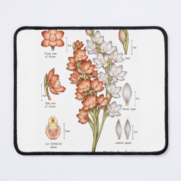 Item preview, Metallic sun orchid (Thelymitra epipactoides) scientific diagram designed and sold by BlueBandedBee94.
