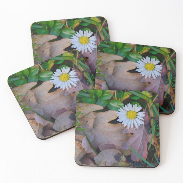 Item preview, White Daisy Flower Resting On Brown Oak Leaf designed and sold by ShotsbyDesiree.